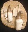 Two Rooted Mosasaur (Prognathodon) Teeth - Top Quality #15775-1